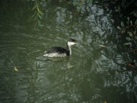 12 Dezember 2015 Ohrentaucher (SK)